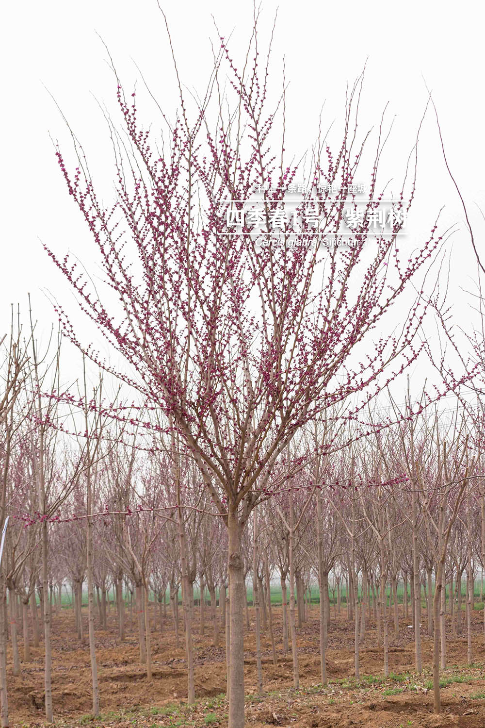 3.15“四季春一号”- 紫荆树